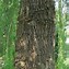 Image result for Salix alba Tristis