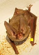 Image result for Red Eye Bat