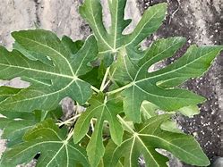 Image result for Middle East Plants