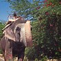 Image result for Nepal Elephant