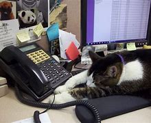 Image result for Animal Answering Phone
