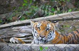 Image result for Kannur Tiger Death