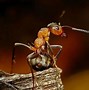 Image result for Macro Photography Objects