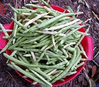 Image result for Lady Cream Pea Seed