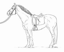 Image result for Dressage Saddle