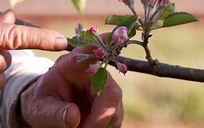 Image result for How to Grow an Apple Tree