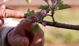 Image result for Colour Shades of From Growth to Death Apple