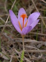 Image result for Crocus speciosus Oxonian