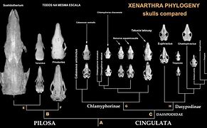 Image result for Xenarthra Evolution