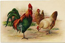 Image result for Vintage Chicken Art