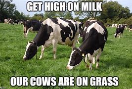 Image result for Guy Milking Cow Meme