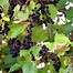 Image result for Build a Grape Vine Trellis