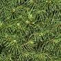 Image result for Pine Leaves Texture Tileable
