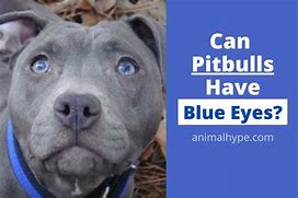 Image result for Blue Eyed Pitbull