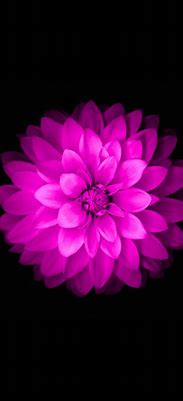 Image result for Flower iPhone 6 Wallpaper