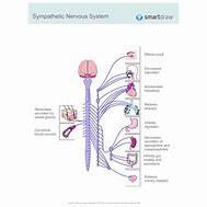 Image result for homsostasis