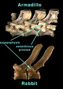 Image result for Sloth X-ray