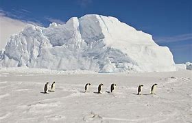 Image result for Emperor Penguin Ecosystem