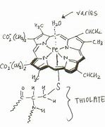 Image result for cytochrom_p450
