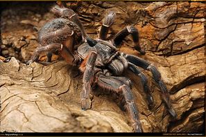 Image result for Horn Baboon Spider