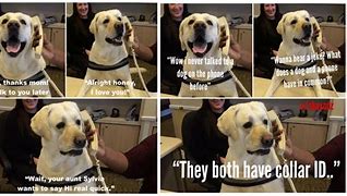 Image result for Dog Ate My Phone Meme