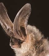 Image result for Bat with Big Ears