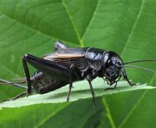 Image result for Black Cricket Insect Sound
