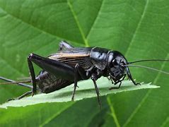Image result for Cricket Insect Wings