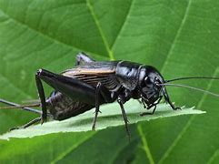 Image result for Cricket Wings Up Close