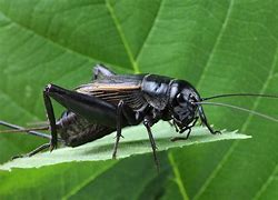 Image result for What Bugs Can Live with Crickets