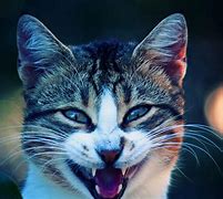 Image result for Cat Cool as H