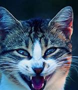 Image result for Cool Cat Wallpaper