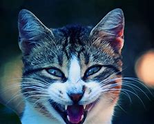 Image result for Cool Cat Wallpapers