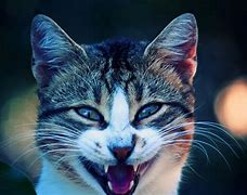 Image result for Pics of a Cool Cat