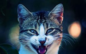 Image result for Cool Cat Wallpapers