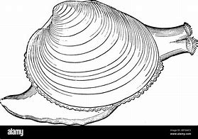 Image result for Whole Belly Clams