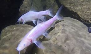 Image result for Largest Cave Fish