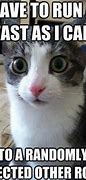 Image result for Appropriate Funny Cat Memes