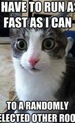 Image result for Random Funny Cat Memes