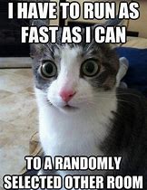 Image result for Crazy Cat Meme
