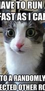 Image result for Popular Cat Meme