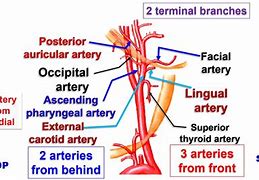 Image result for Internal vs External Carotid Artery
