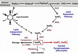 Image result for Inositol Phosphate