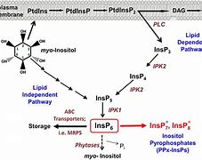 Image result for IP 6 Inositol Hexaphosphate