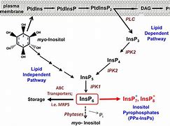 Image result for Inositol Phosphate