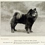 Image result for chow_chow