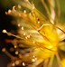 Image result for Macro Flower Photographers