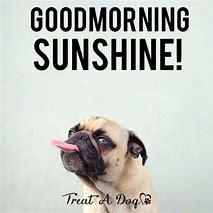 Image result for Good Morning Sunshine MEME Funny