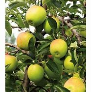 Image result for Green Apple with Light Blush Pink