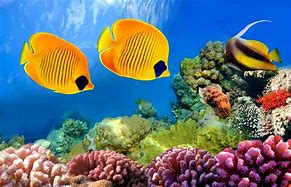 Image result for Fish Wallpaper HD